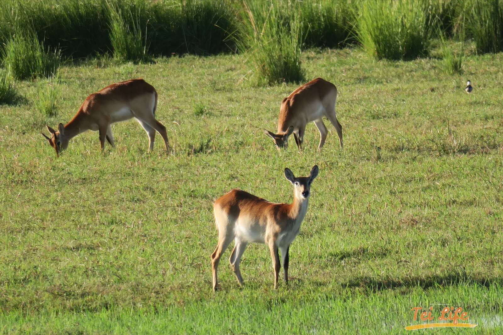 eZy Watermark_03-08-2020_12-28-29午前