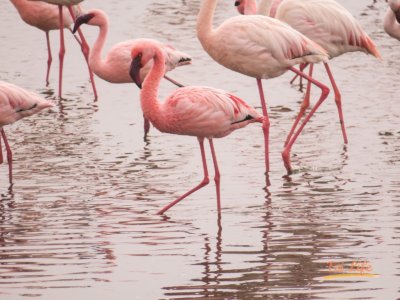 eZy Watermark_21-01-2021_10-05-40午前