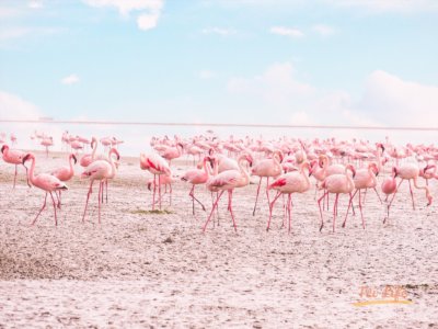 Flamingo in Walvis Bay
