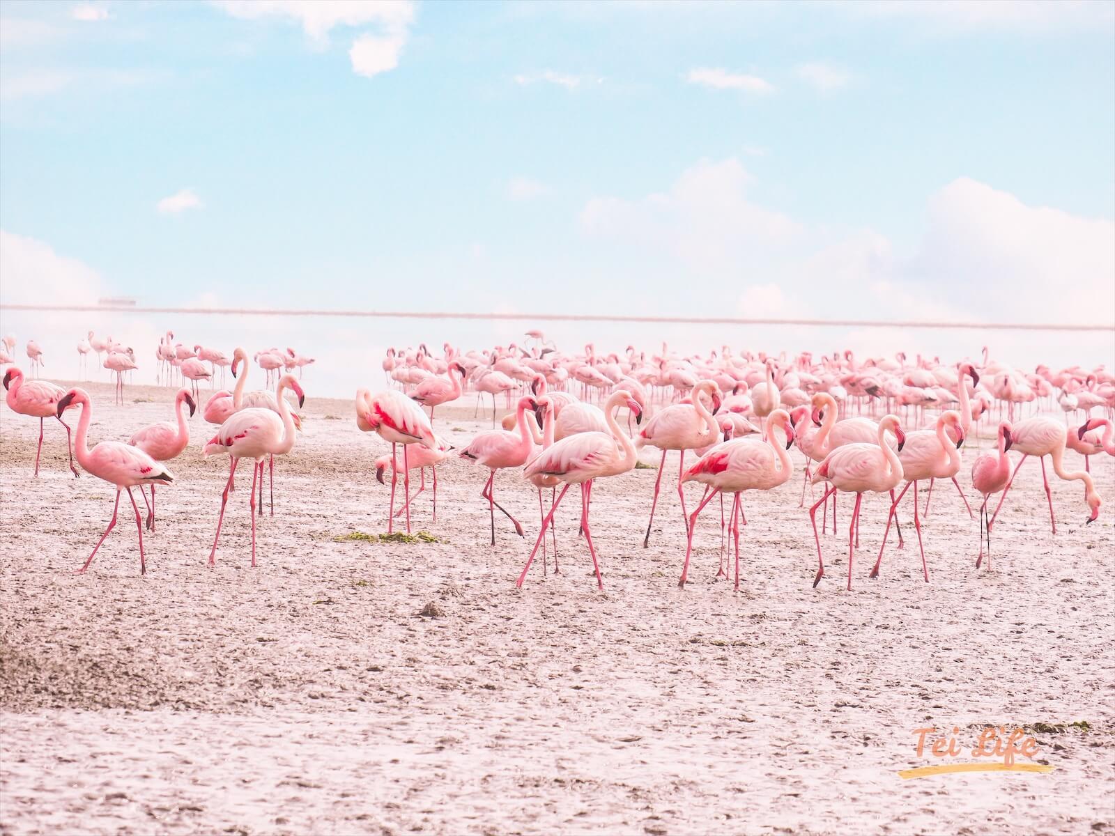 Flamingo in Walvis Bay