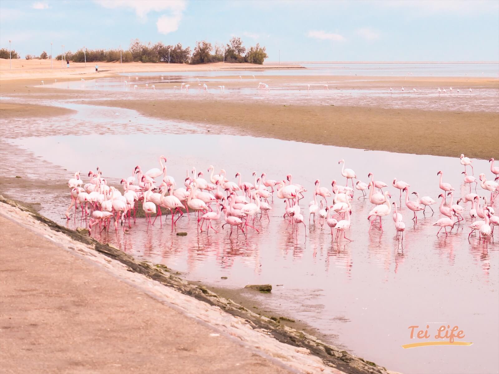 eZy Watermark_21-01-2021_10-05-43午前