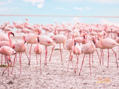 eZy Watermark_21-01-2021_10-05-44午前