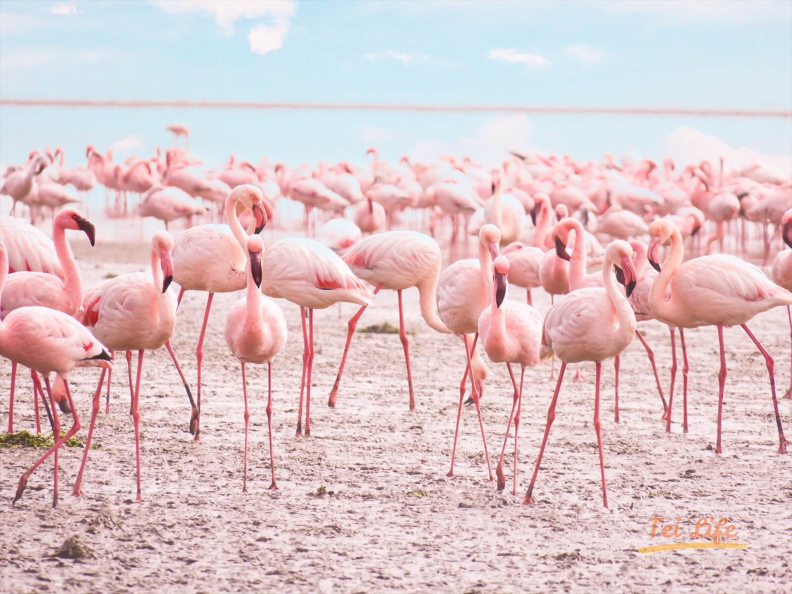 eZy Watermark_21-01-2021_10-05-44午前