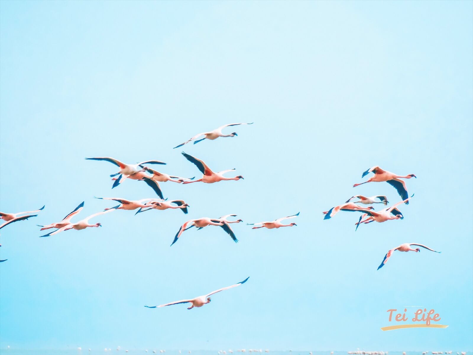 Flamingo in Walvis Bay