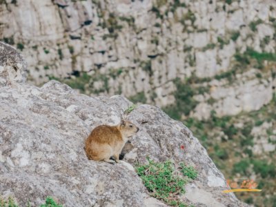 Hyrax