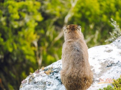 Hyrax