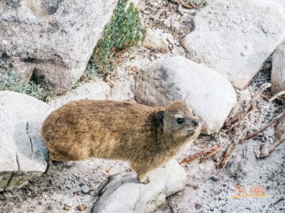 Hyrax