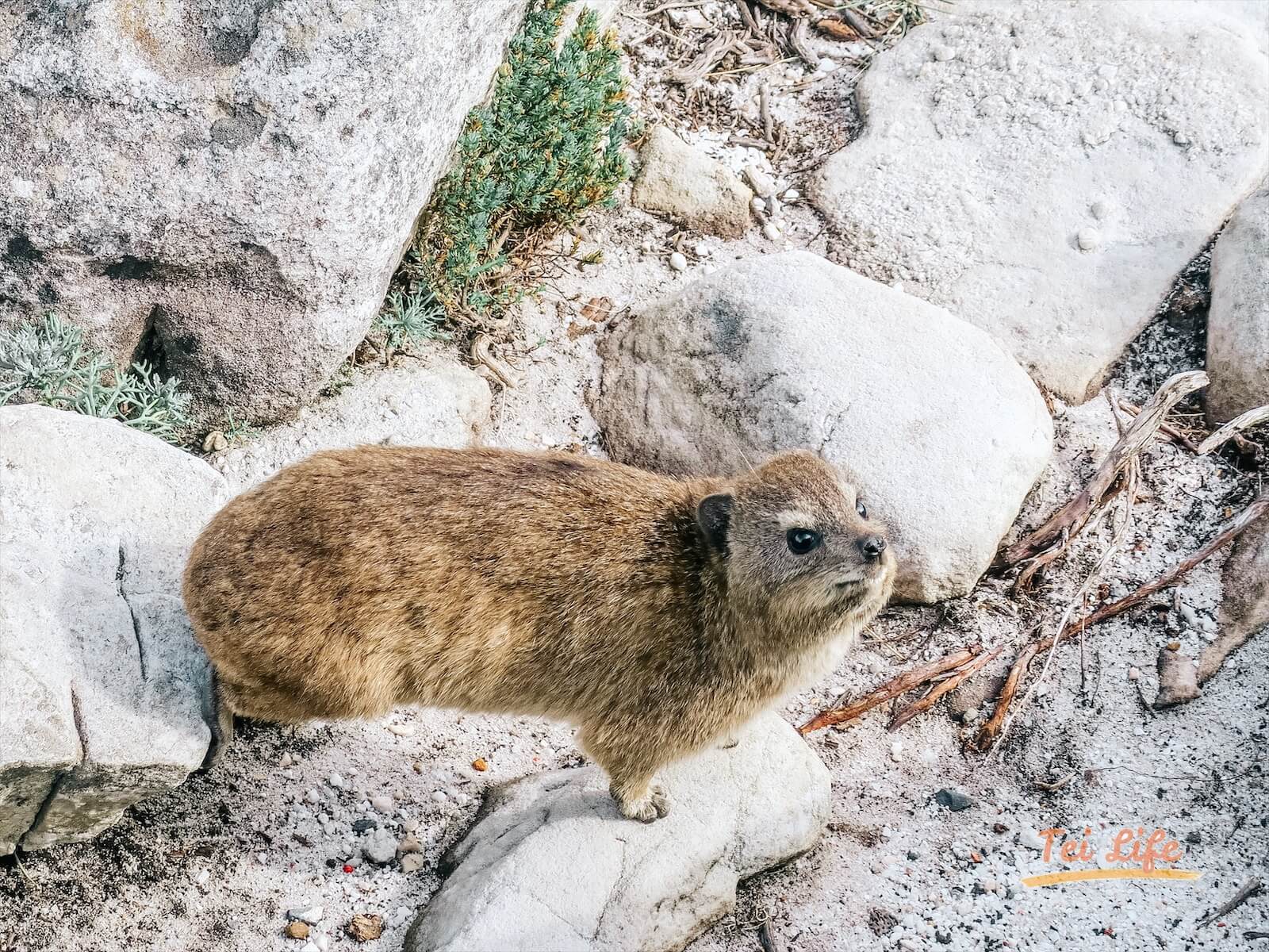 Hyrax