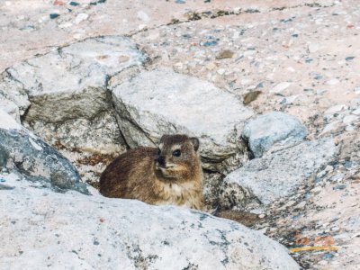 Hyrax