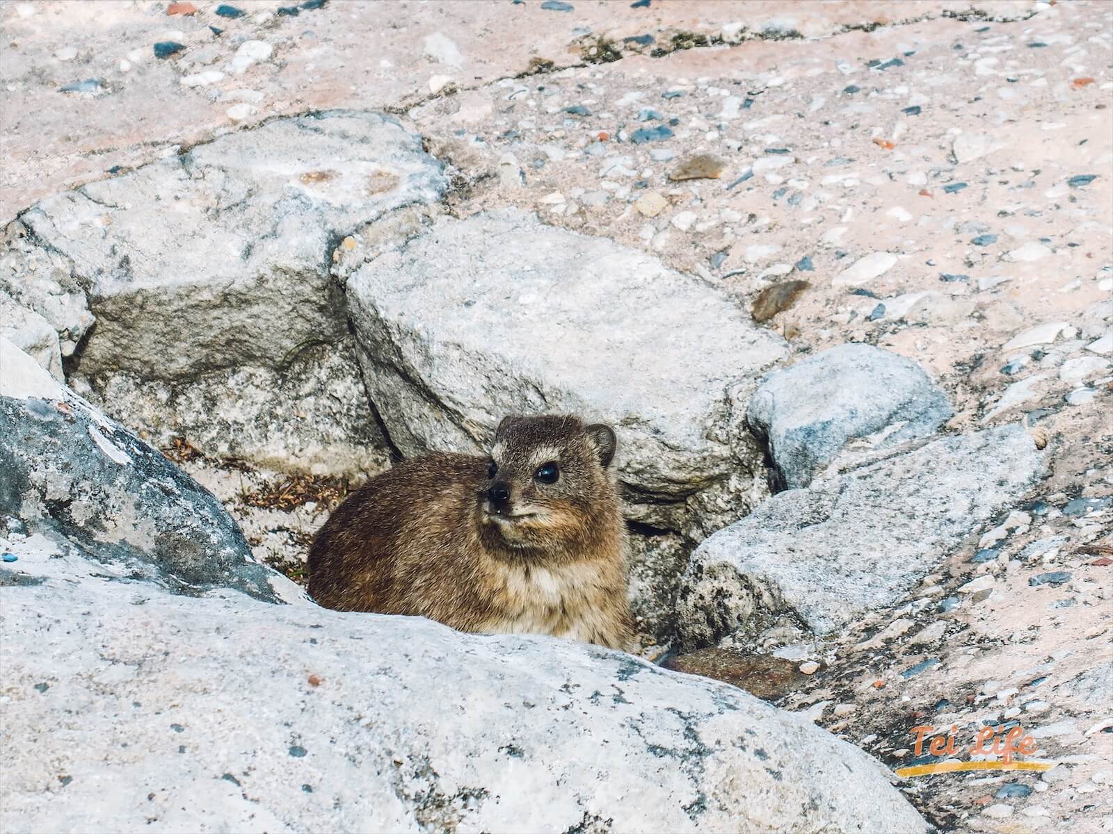 Hyrax